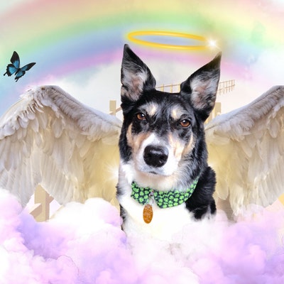 Custom Rainbow Bridge Pet Memorial Photo - Etsy
