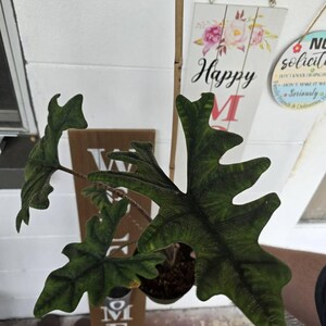 Allie ha añadido una foto de su compra