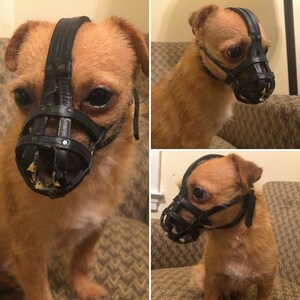 Pekingese Leather Muzzle Etsy