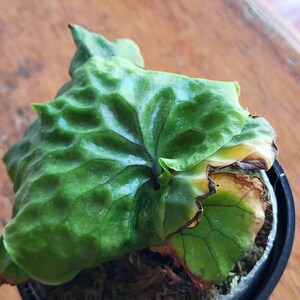 mmo様メルカリ便！P.ridleyi dwarf silver 429 mmo様メルカリ便！P.ridleyi dwarf silver 429 - メルカリ