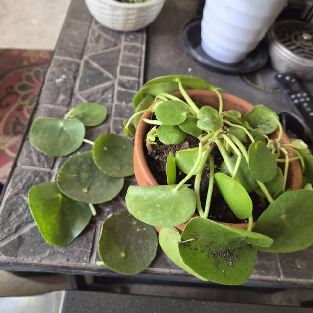植物検疫証明書 - Etsy 日本