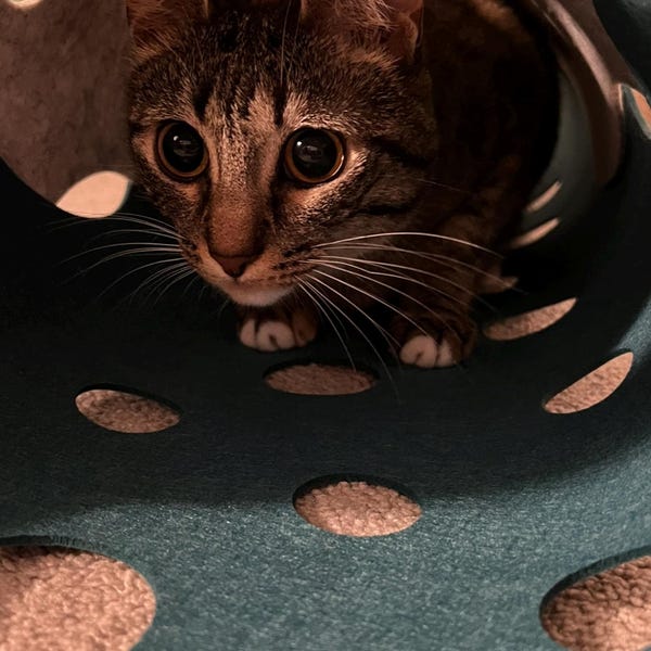 Felt Cat Tunnel: Interactive Activity Mat & Play Rug, Pet Enrichment ...