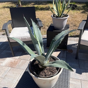 Fioriere Di Piante Succulente: 12 Graziose Proposte Fai Da Te Da Interno E Da Esterno Fioriere Di Piante Succulente: 12 Graziose Proposte Fai Da Te Da Interno E Da Esterno