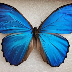 Morpho Didius Blue Butterfly Peru - Etsy