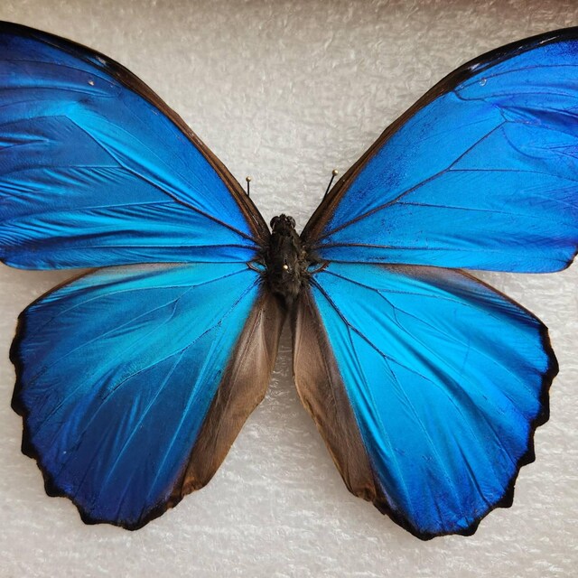 Morpho didius blue butterfly Peru - Etsy 日本