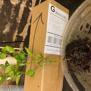 Nasima added a photo of their purchase