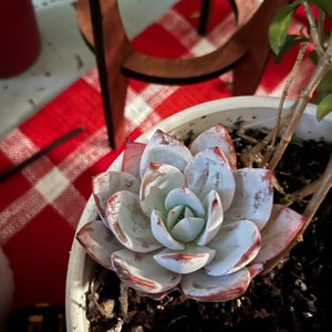 Ambaer added a photo of their purchase