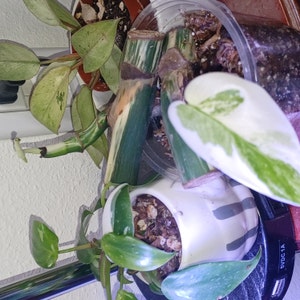 Jenifer added a photo of their purchase