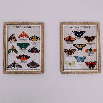 British Moth Print Mixed Moth Insect Print Wall Art - Etsy UK