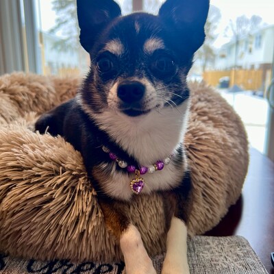 White Pearl Necklace for Dogs and Cats Dog Pearl Collar - Etsy