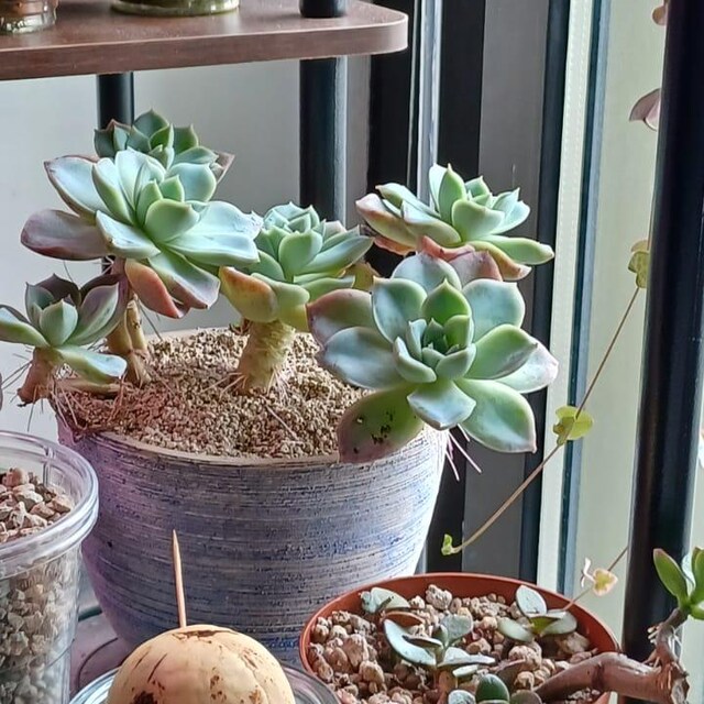 グラプトベリア「ハリー・ワトソン」クラスター、珍しい生きた多肉植物