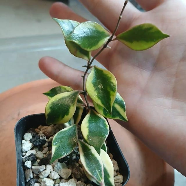 Hoya bakoensis (Outer Variegated) Rooted Plant for Sale – Hoya