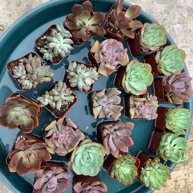 その他多肉植物 vegas and Hayford Set of 10 plants each 24 Packs Succulent Plants(6 Varieties), 2'' Assorted