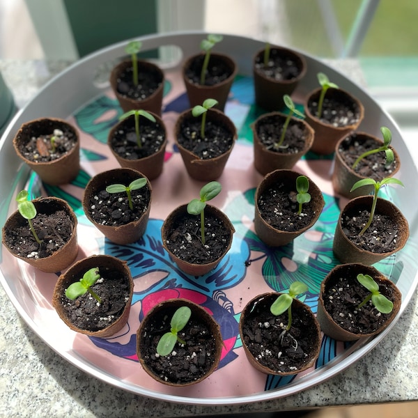 Container Dwarf Sunspot Sunflower Seeds, Miniature Helianthus Annuum ...
