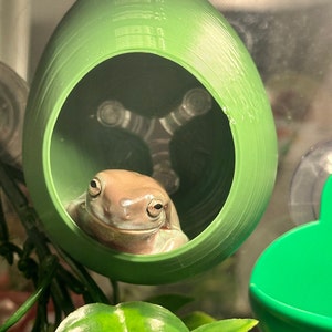 Stroodies Crested Gecko Ledge for People limited Edition - Etsy