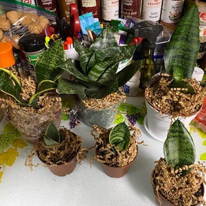 3 Snake Plant - Sansevieria Assorted Variety From California Tropicals -  Etsy
