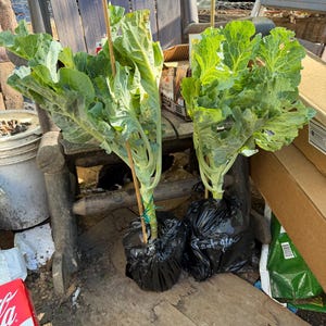 Bobbie a ajouté une photo de son achat