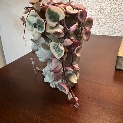 Senecio Radicans'string of Fish Hooks' Rare Succulent Plant - Etsy