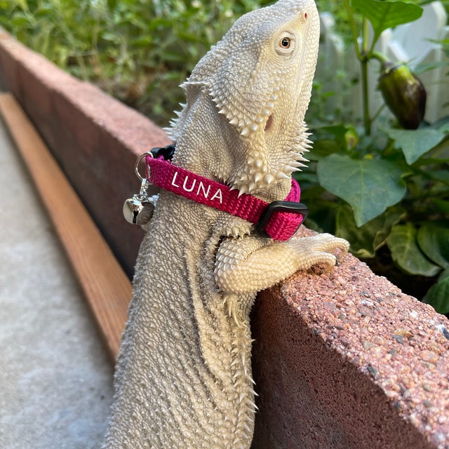 Bearded Dragon Collar Small Pet Collar Lizard Bell Collar Adjustable and  Personalized Great Gift for Any Small Pet Family Member 