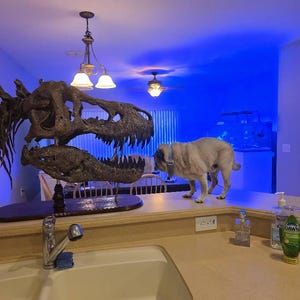 巨大なT-Rexの頭蓋骨のレプリカ：110cm - 43インチの木製台座付き