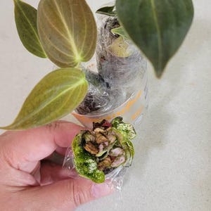 Olga added a photo of their purchase