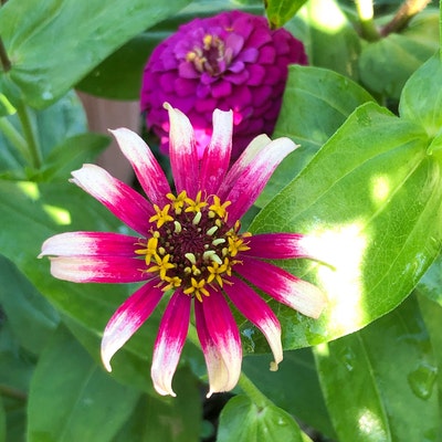 Zinnias Hidden Dragon 50 - Etsy