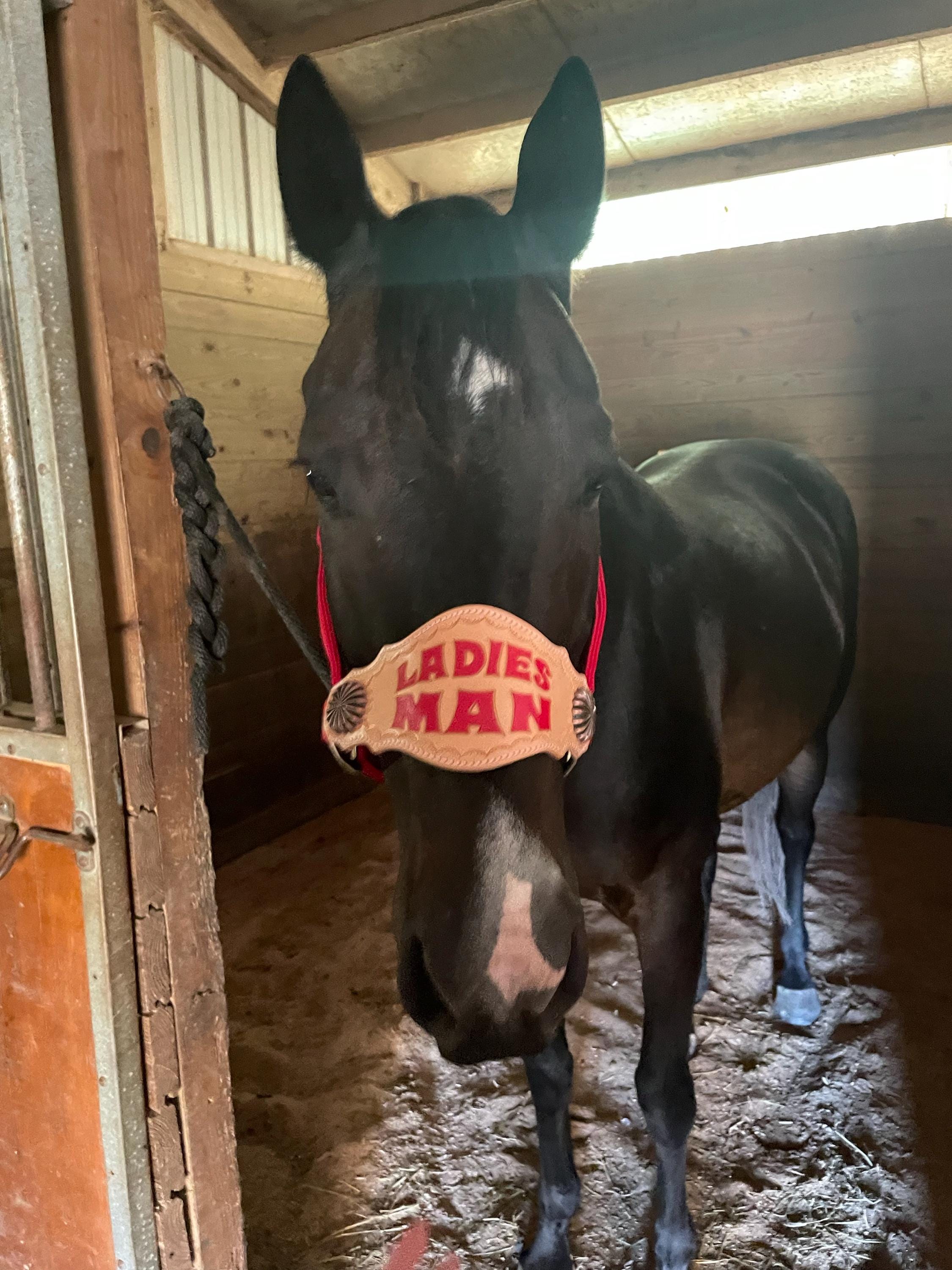 Custom Nylon Bronc Halter - Stronger Design Than Tab Style Leather Noseband