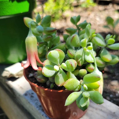 Cotyledon Pendens Live Plant 4 Pot Rooted Plant - Etsy