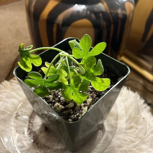 Valerie added a photo of their purchase