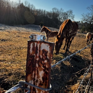 Mazie added a photo of their purchase