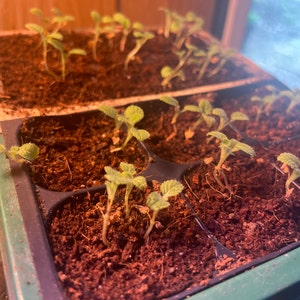 hannah ha añadido una foto de su compra