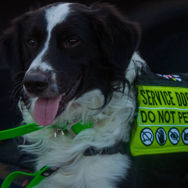 Hundeleine Mit Aufdruck „I‘m Deaf & Partially Sighted“ – Für Hunde Mit Seh- & Hörbehinderung