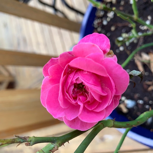 Dream Light. 梦光环 Japanese Rose. Continue Blooming Fragrance Rose. Own ...