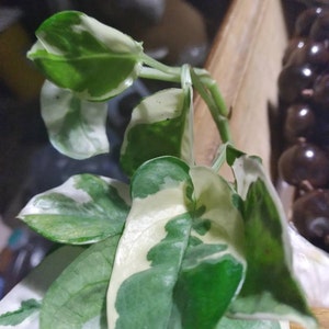 Jane added a photo of their purchase