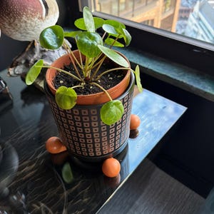 Midge added a photo of their purchase