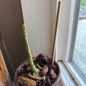 Elizabeth added a photo of their purchase