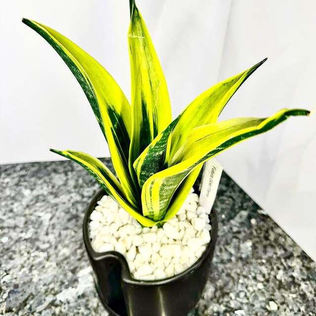 sansevieria trifasciata kaufen Sansevieria Trifasciata (The snake plant)