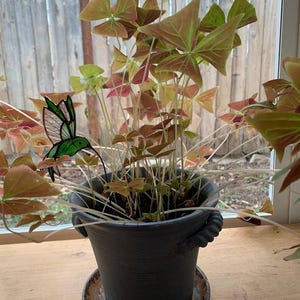 Tetra added a photo of their purchase