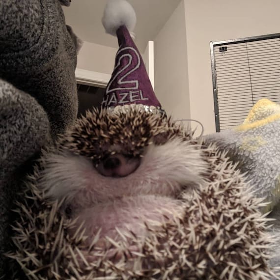 Customer photo of a pet with the First Birthday hat and matching tie or bow