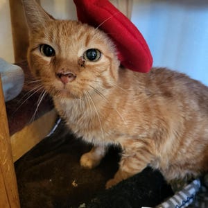 7477 Summer Beret Handmade Hot Cat Ear Style Breathable Mesh Thin Hat Red Red Beret Hat for Your Cat-- FREE SHIPPING - Etsy main image 3