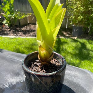 ブロメリア・エアープランツ Aechmea Blanchesteana Lemon Albo Aechmea blanchetiana 'Lemonade' - Bromeliad Paradise