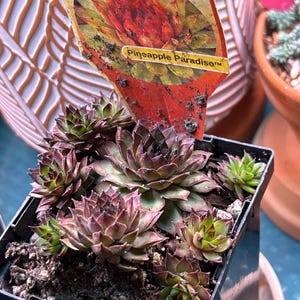 floppy snake plant Sanservieria Laurentii "Snake Plant"  Lakewood Plant Company
