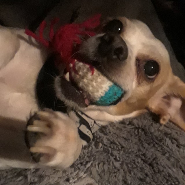 weird DOG TOYS HEART squeaker toy crocheted funny cute Etsy