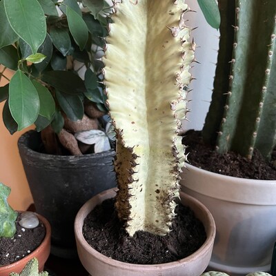 Cow’s Horn Cactus Euphorbia Grandicornis Rare - Etsy
