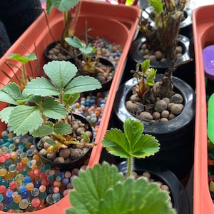 Susan added a photo of their purchase