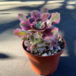 Susan added a photo of their purchase