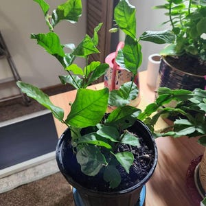 Paula added a photo of their purchase