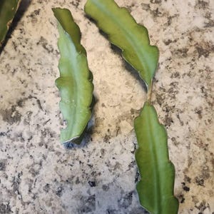 Orange Dragon Fruit Hylocereus megalanthus cult. Dwarf Orange 10 seeds+ GIFT eBa