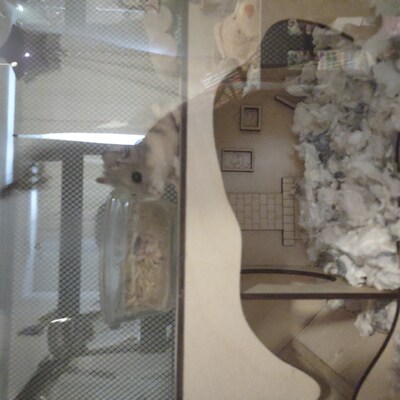 Hamster Tunnel/ Hamster Cave Hideout/ Chamber Rooms/ Hamster Digging ...