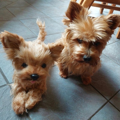 Custom Pet Handmade Stuffed Clone, Custom Pet Stuffed Animal, Custom